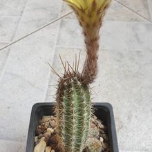 Una foto de Echinopsis aurea