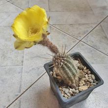 Una foto de Echinopsis aurea
