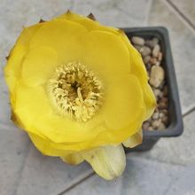 Una foto de Echinopsis aurea