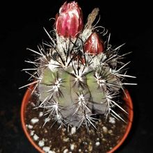 Foto de un cactus que se está identificando actualmente