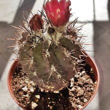 Foto de un cactus que se está identificando actualmente