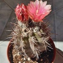 Foto de un cactus que se está identificando actualmente