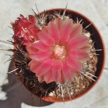 Foto de un cactus que se está identificando actualmente