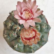 A photo of Gymnocalycium quehlianum