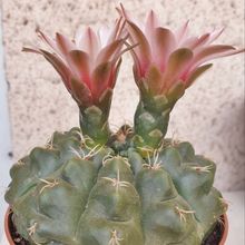 A photo of Gymnocalycium quehlianum