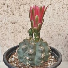 Una foto de Gymnocalycium baldianum
