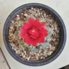 Una foto de Gymnocalycium baldianum