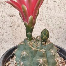 Una foto de Gymnocalycium baldianum