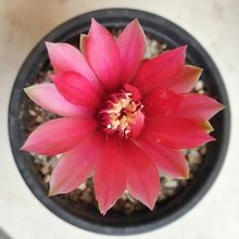 Una foto de Gymnocalycium baldianum