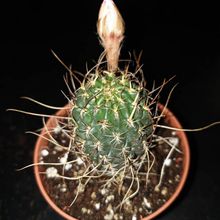 Una foto de Echinopsis backebergii