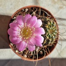 Una foto de Echinopsis backebergii
