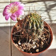 Una foto de Echinopsis backebergii