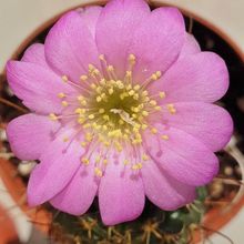 Una foto de Echinopsis backebergii