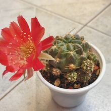 Foto de un cactus que se está identificando actualmente