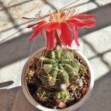 Foto de un cactus que se está identificando actualmente