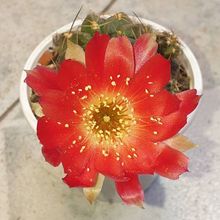 Foto de un cactus que se está identificando actualmente
