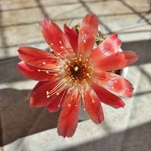 Foto de un cactus que se está identificando actualmente