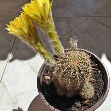 A photo of Echinopsis aurea