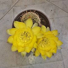 A photo of Echinopsis aurea
