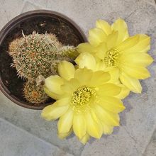 A photo of Echinopsis aurea
