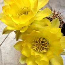A photo of Echinopsis aurea