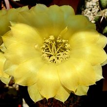 A photo of Echinopsis aurea