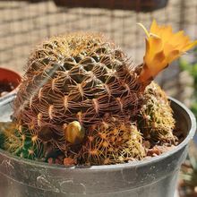 Foto de un cactus que se está identificando actualmente