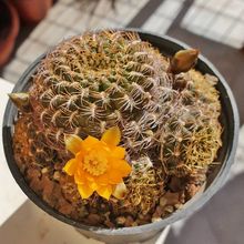 Foto de un cactus que se está identificando actualmente