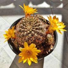 Foto de un cactus que se está identificando actualmente