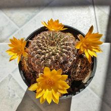 Foto de un cactus que se está identificando actualmente