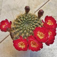 Una foto de Sulcorebutia juckeri  