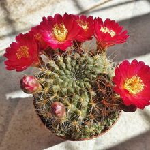 Una foto de Sulcorebutia juckeri  