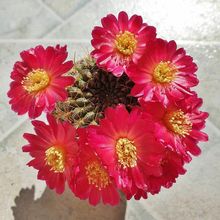 Una foto de Sulcorebutia juckeri  