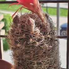 Una foto de Echinopsis schieliana