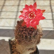 Una foto de Echinopsis schieliana