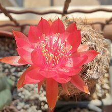 Una foto de Echinopsis schieliana
