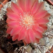 Foto de un cactus que se está identificando actualmente