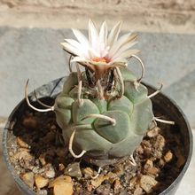 Una foto de Turbinicarpus schmiedickeanus subsp. klinkerianus