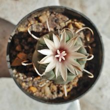 Una foto de Turbinicarpus schmiedickeanus subsp. klinkerianus