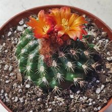 A photo of Parodia comarapana