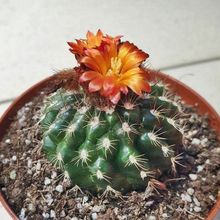 A photo of Parodia comarapana