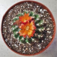 A photo of Parodia comarapana