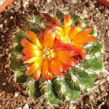 A photo of Parodia comarapana