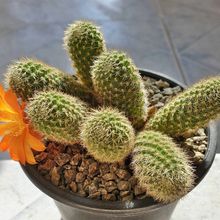 Una foto de Rebutia fabrisii