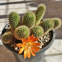 Una foto de Rebutia fabrisii