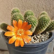 Una foto de Rebutia fabrisii