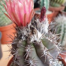 Foto de un cactus que se está identificando actualmente