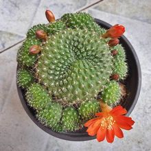 Foto de un cactus que se está identificando actualmente