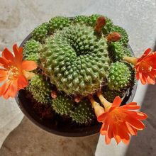 Foto de un cactus que se está identificando actualmente