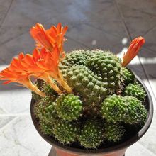 Foto de un cactus que se está identificando actualmente